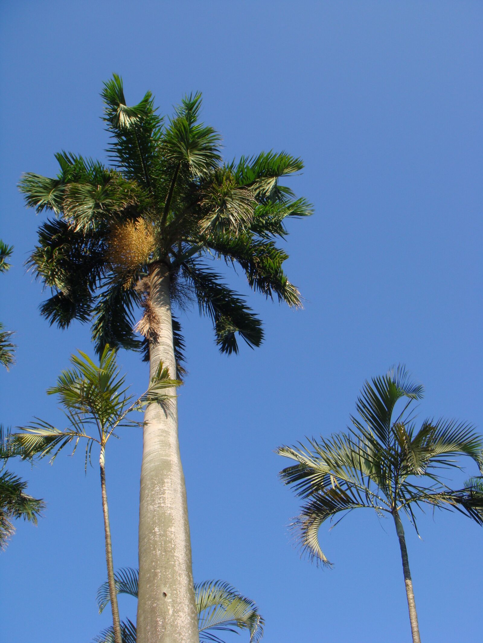 Sony DSC-T2 sample photo. Coconut tree, blue day photography