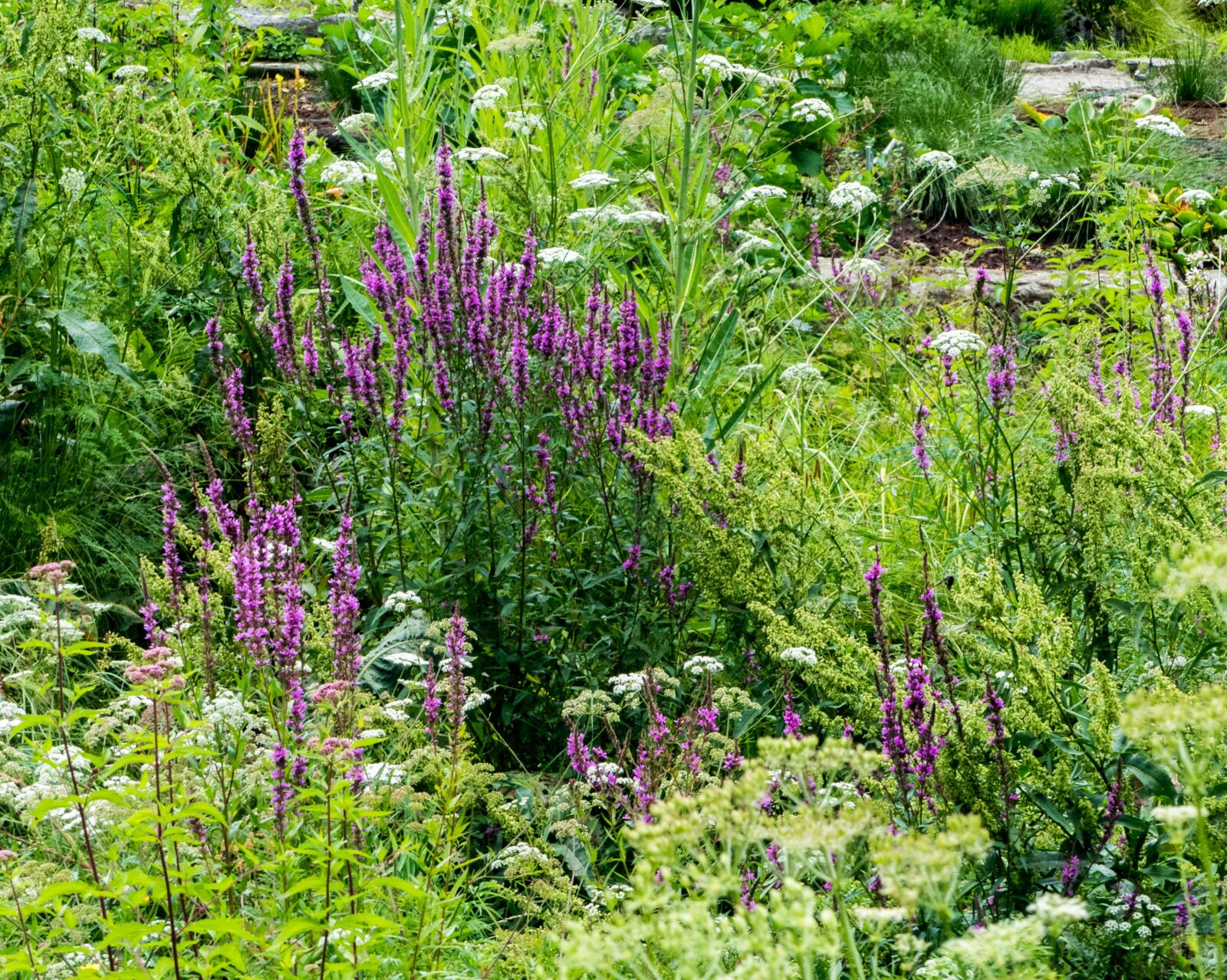 Panasonic Lumix DMC-FZ300 sample photo. Garden sage, plant, flowers photography