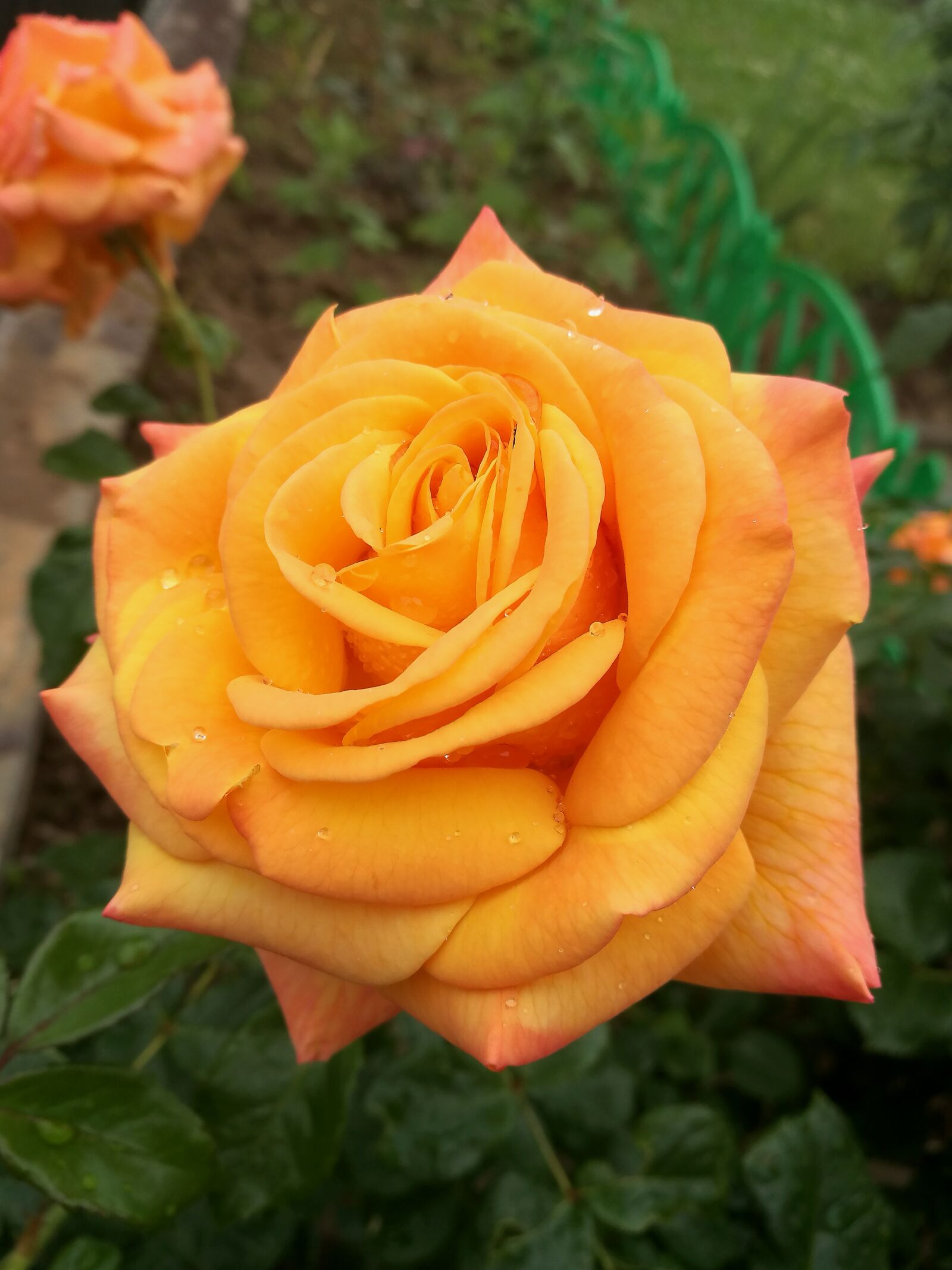 HUAWEI P9 sample photo. Rose, garden, yellow rose photography