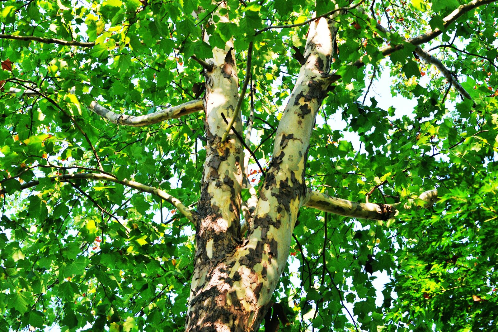 Nikon D700 sample photo. Plants, wood, plane tree photography