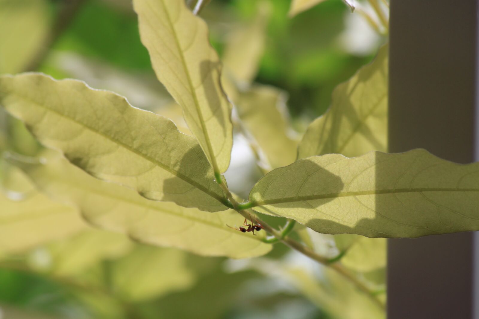 Canon EOS 500D (EOS Rebel T1i / EOS Kiss X3) sample photo. Ant, bug, leaves photography