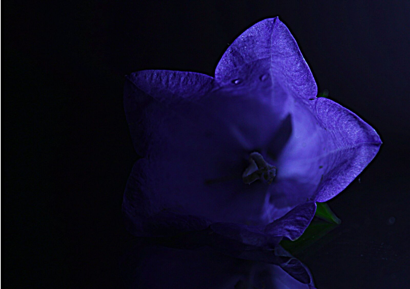 Canon EF-S 55-250mm F4-5.6 IS STM sample photo. Bell, flower, bloom photography
