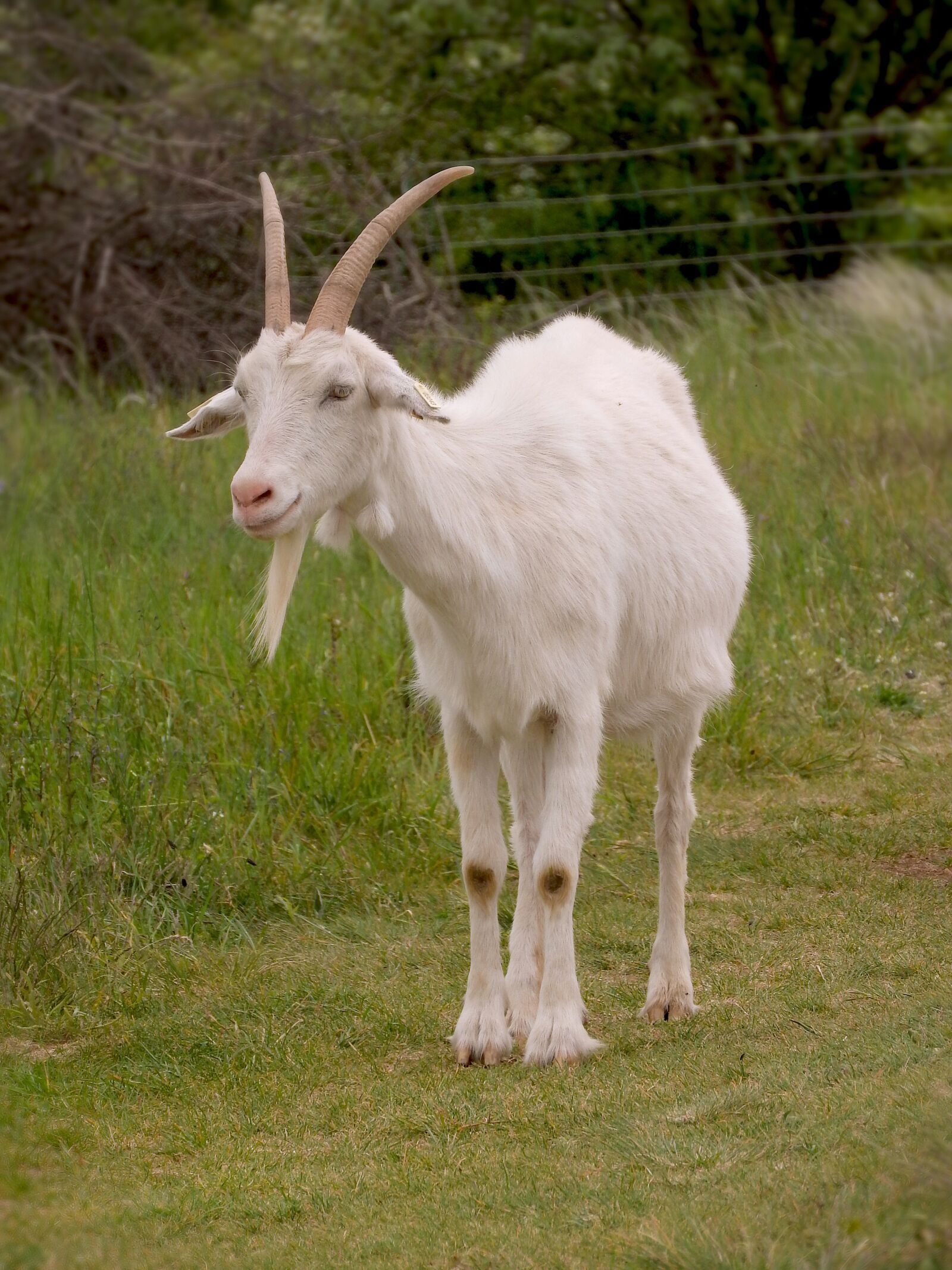 Nikon Coolpix P610 sample photo. Goat, white, male photography