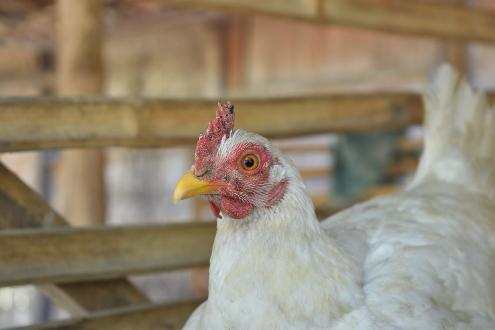 Nikon D3400 sample photo. Chicken, hen, farm photography