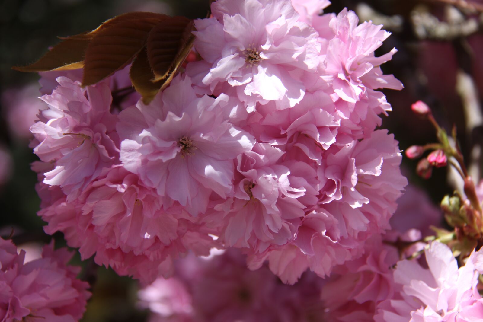 Canon EOS 50D sample photo. Pink, flower, flowering photography