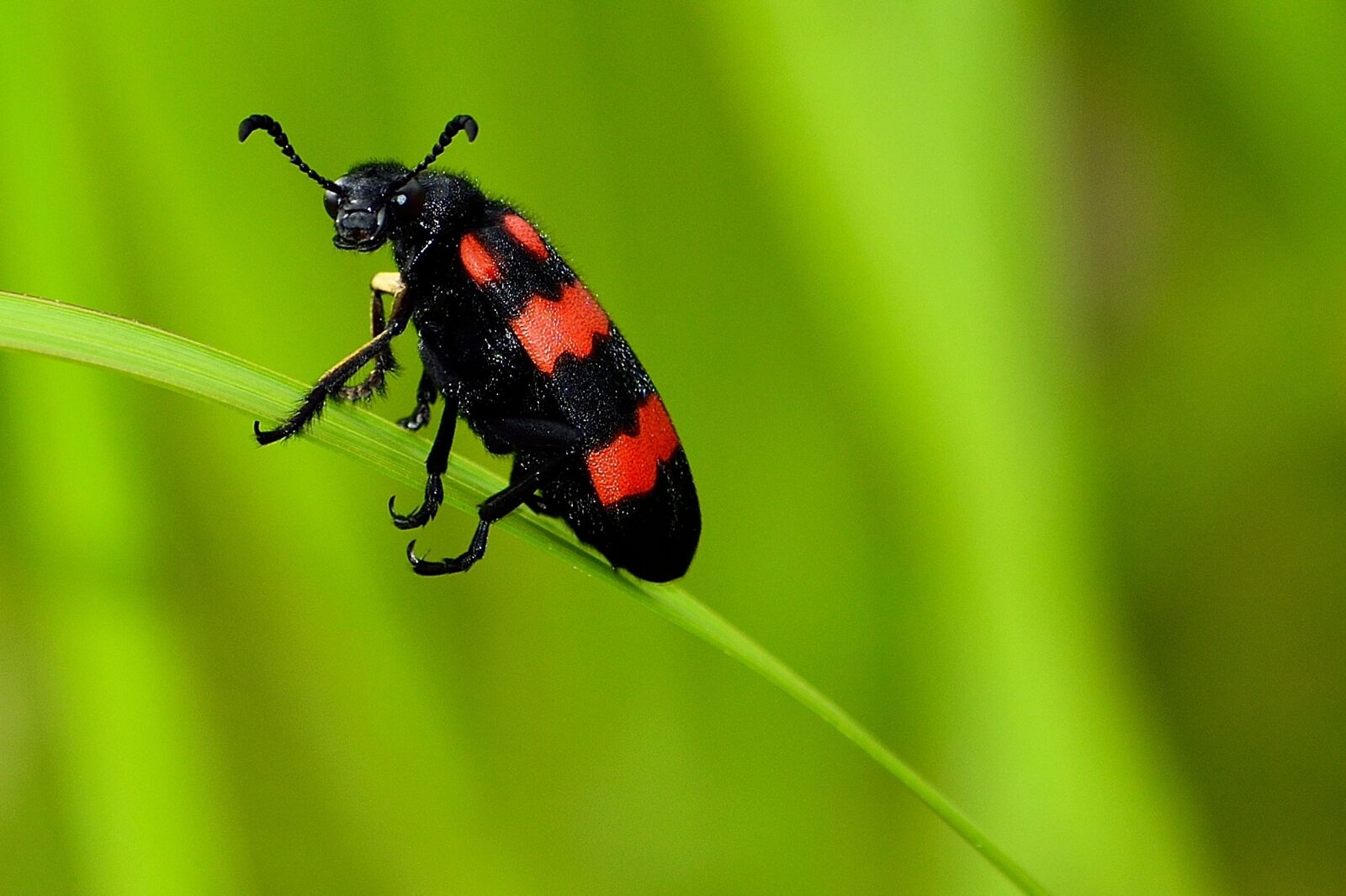 Nikon D3100 sample photo. Kumbang, macro, insect photography