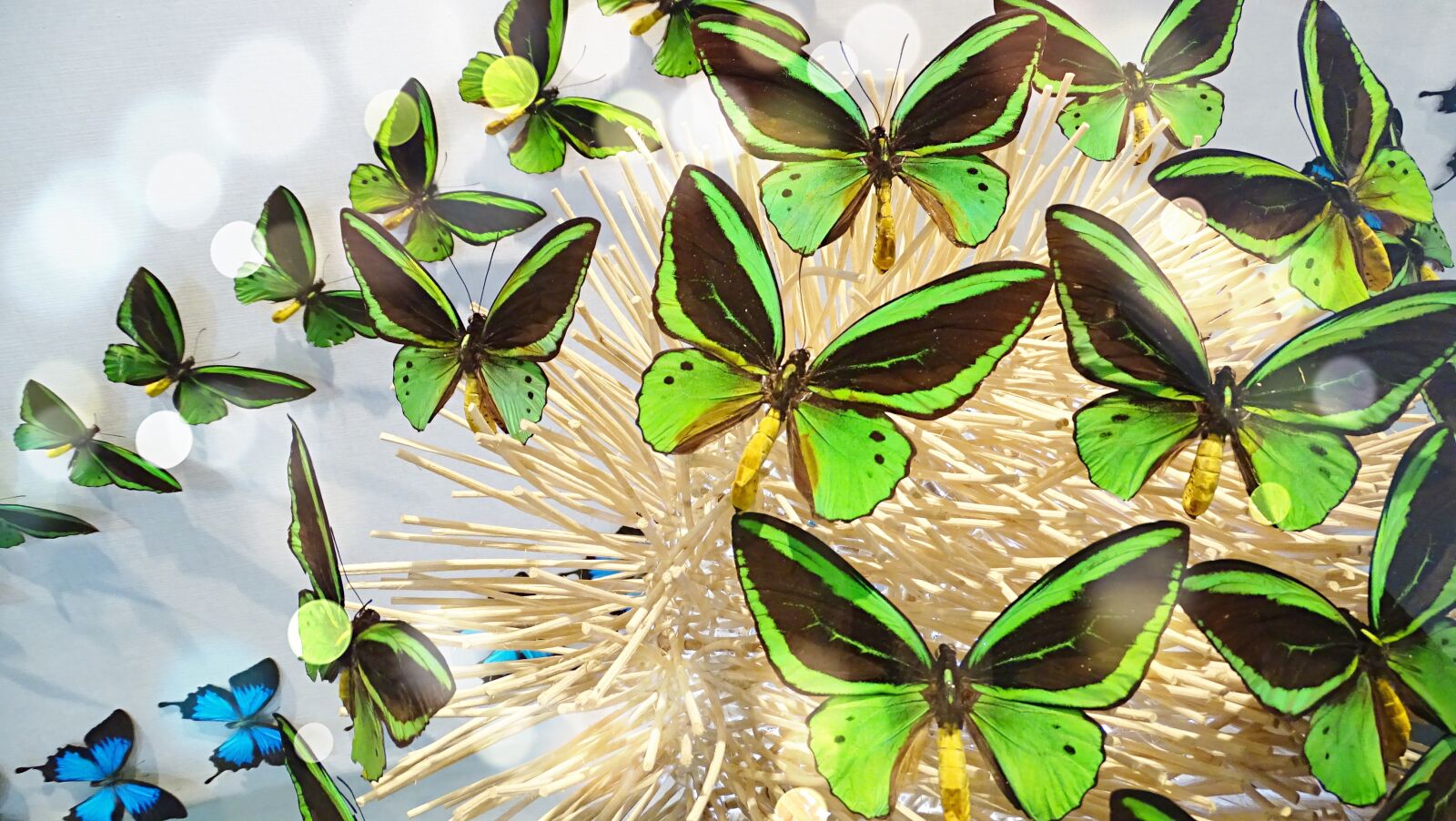 Sony Cyber-shot DSC-HX400V sample photo. Butterfly, abstract, green photography