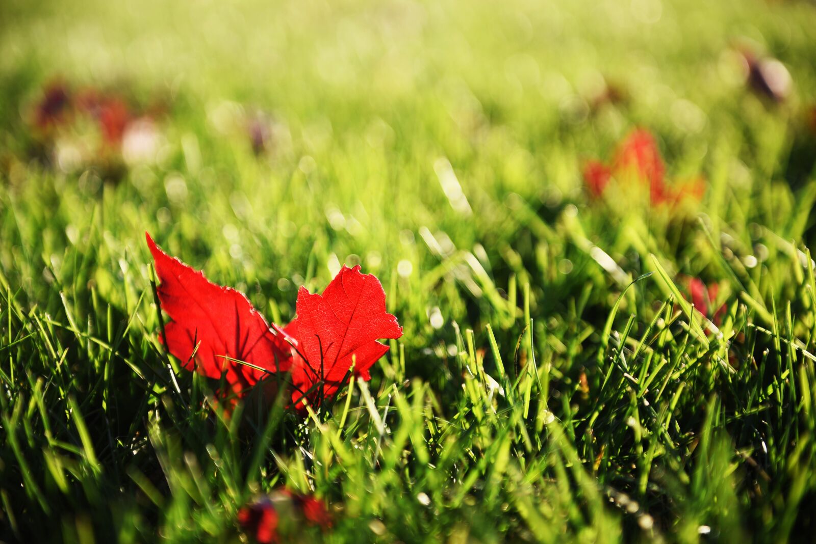Nikon D750 sample photo. Autumn, fall, grass, green photography