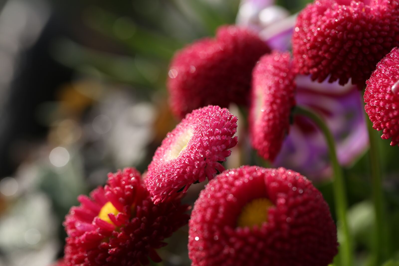 Canon EF 100mm F2.8L Macro IS USM sample photo. Flower, red, close up photography