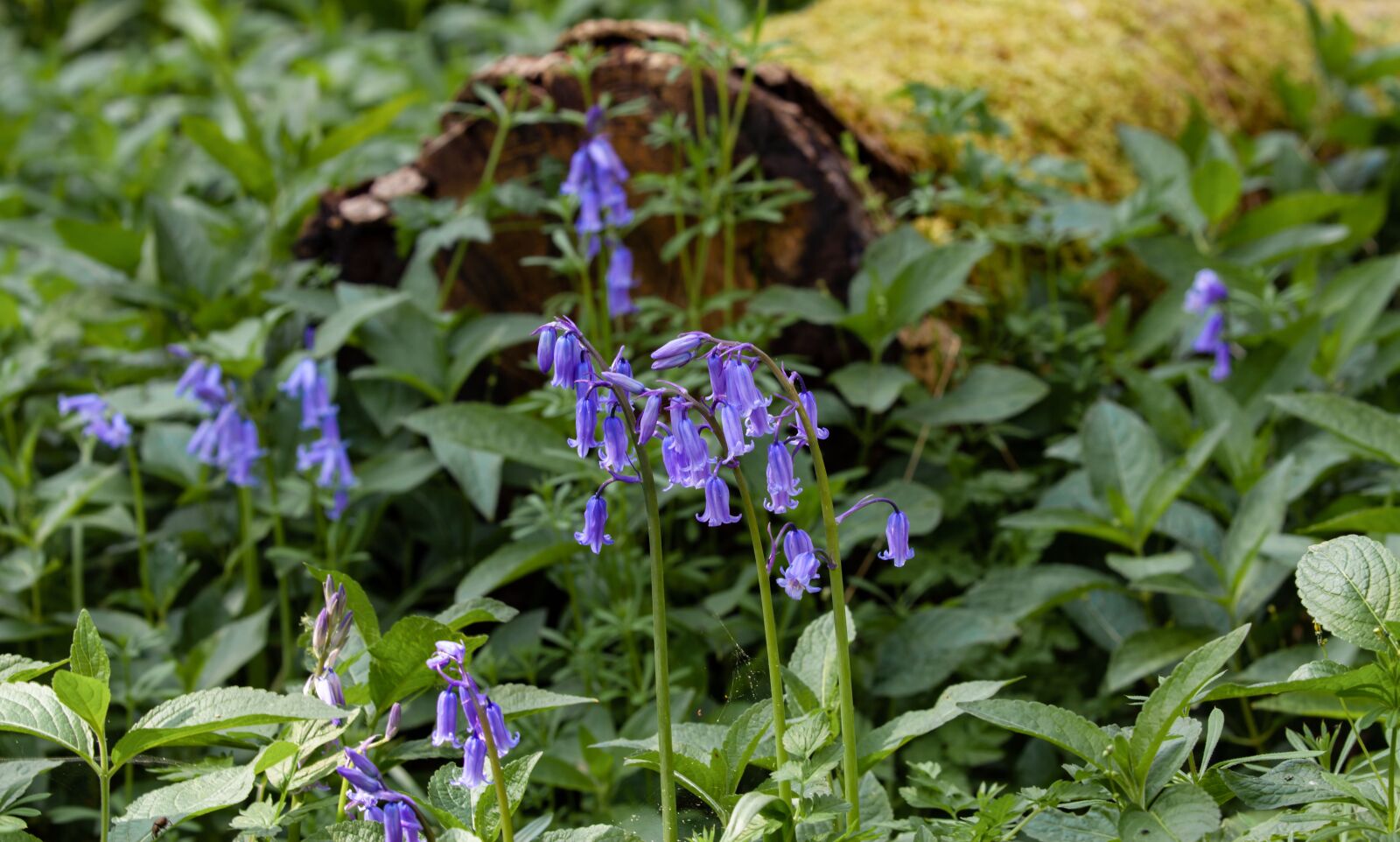 Canon EOS 5D Mark II sample photo. Bluebell flower, bluebell, woods photography