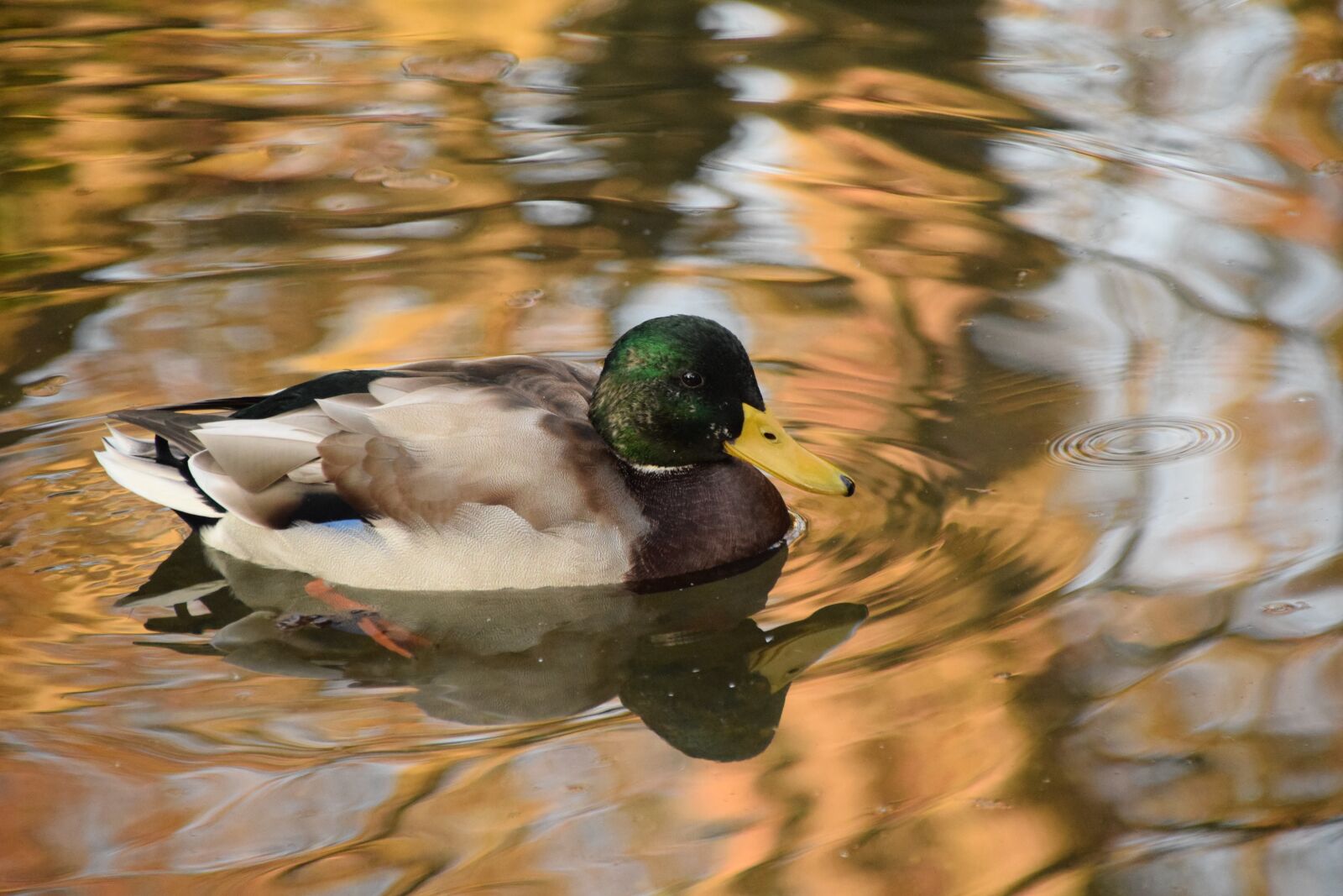 Nikon D3300 sample photo. Duck, wild duck, water photography