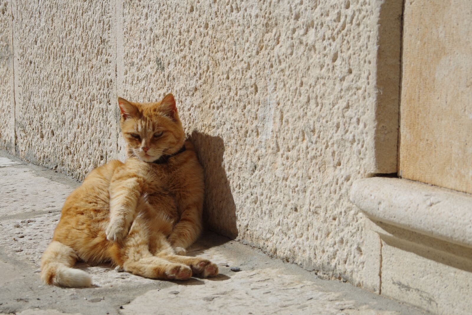 Pentax K-30 sample photo. Cat, the cat lying photography