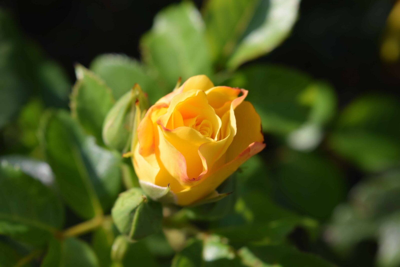 Nikon D3300 sample photo. Yellow flower, nature, leaf photography