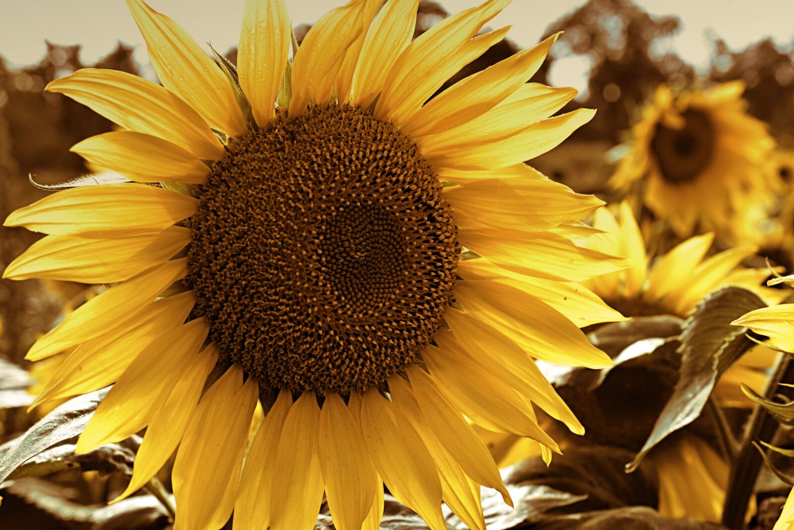 Nikon D5600 sample photo. Sunflower, helianthus, blossom photography