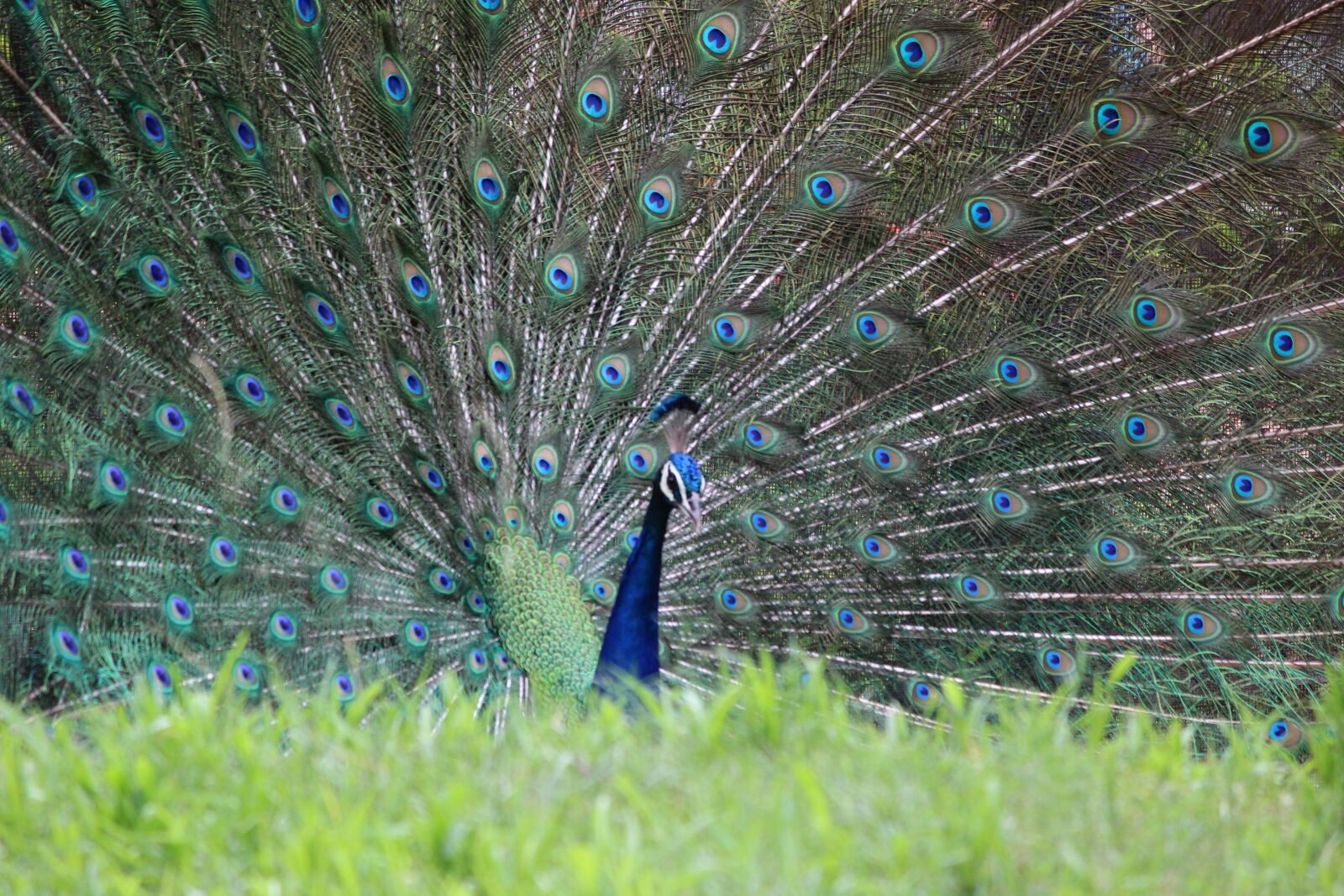 Canon EOS 1200D (EOS Rebel T5 / EOS Kiss X70 / EOS Hi) sample photo. Peacock, dancing peacock, rain photography