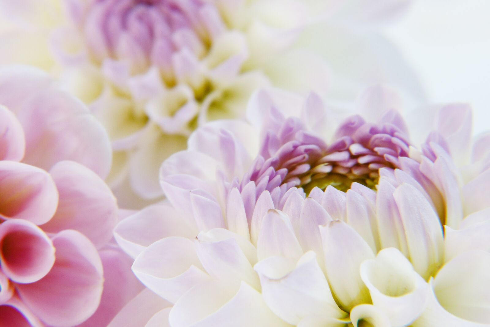 Panasonic Lumix DMC-FZ150 sample photo. Dahlia, blossom, bloom photography