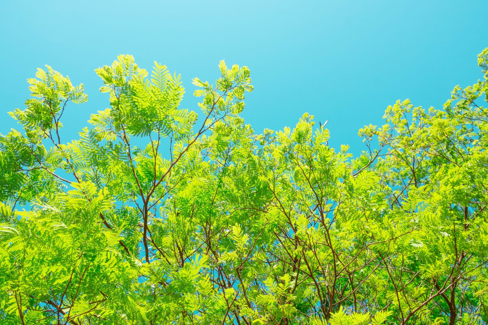 Nikon D7200 sample photo. Plant, shrub, spring photography