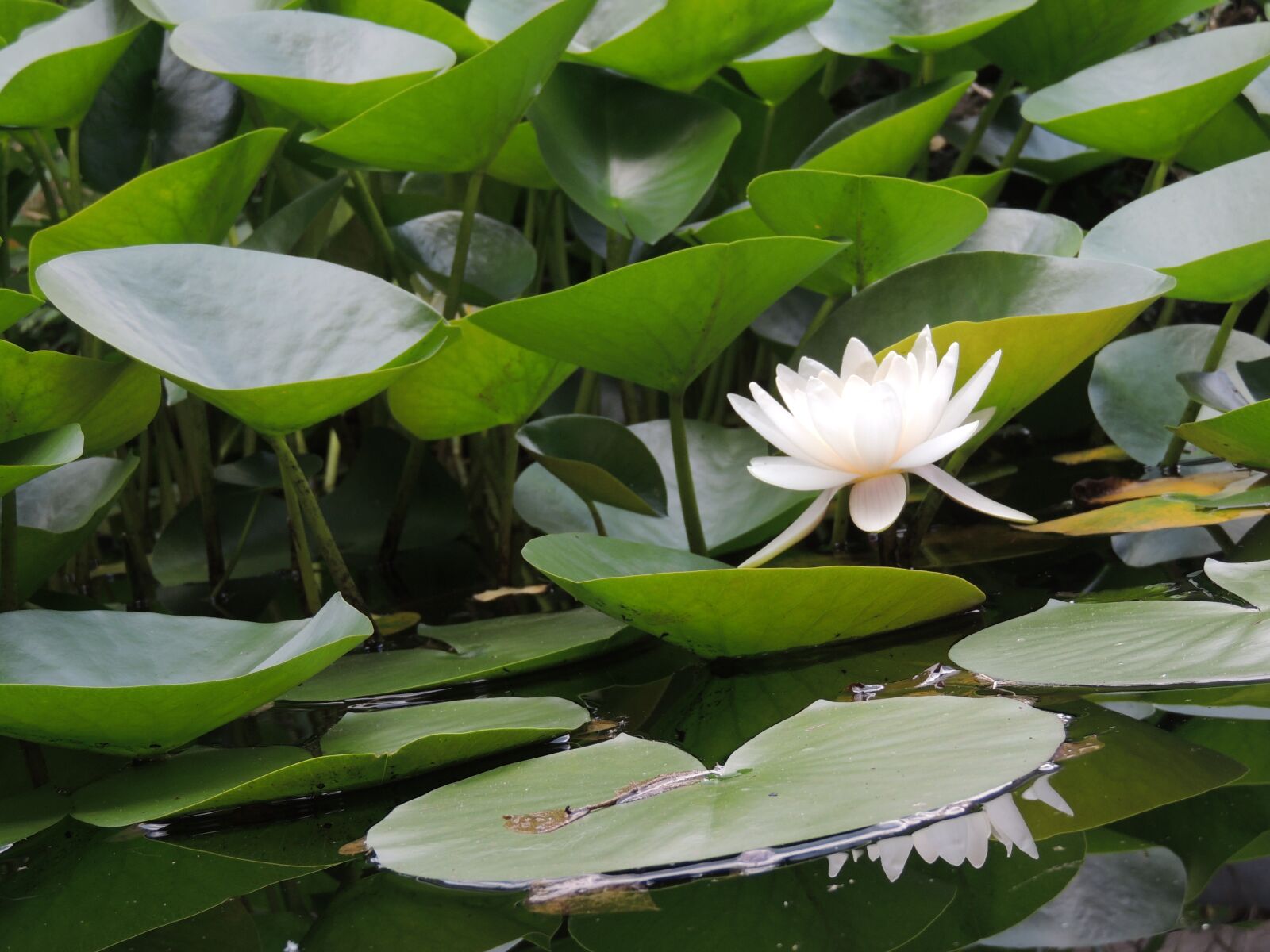 Nikon Coolpix P510 sample photo. Pond, garden, landscape photography