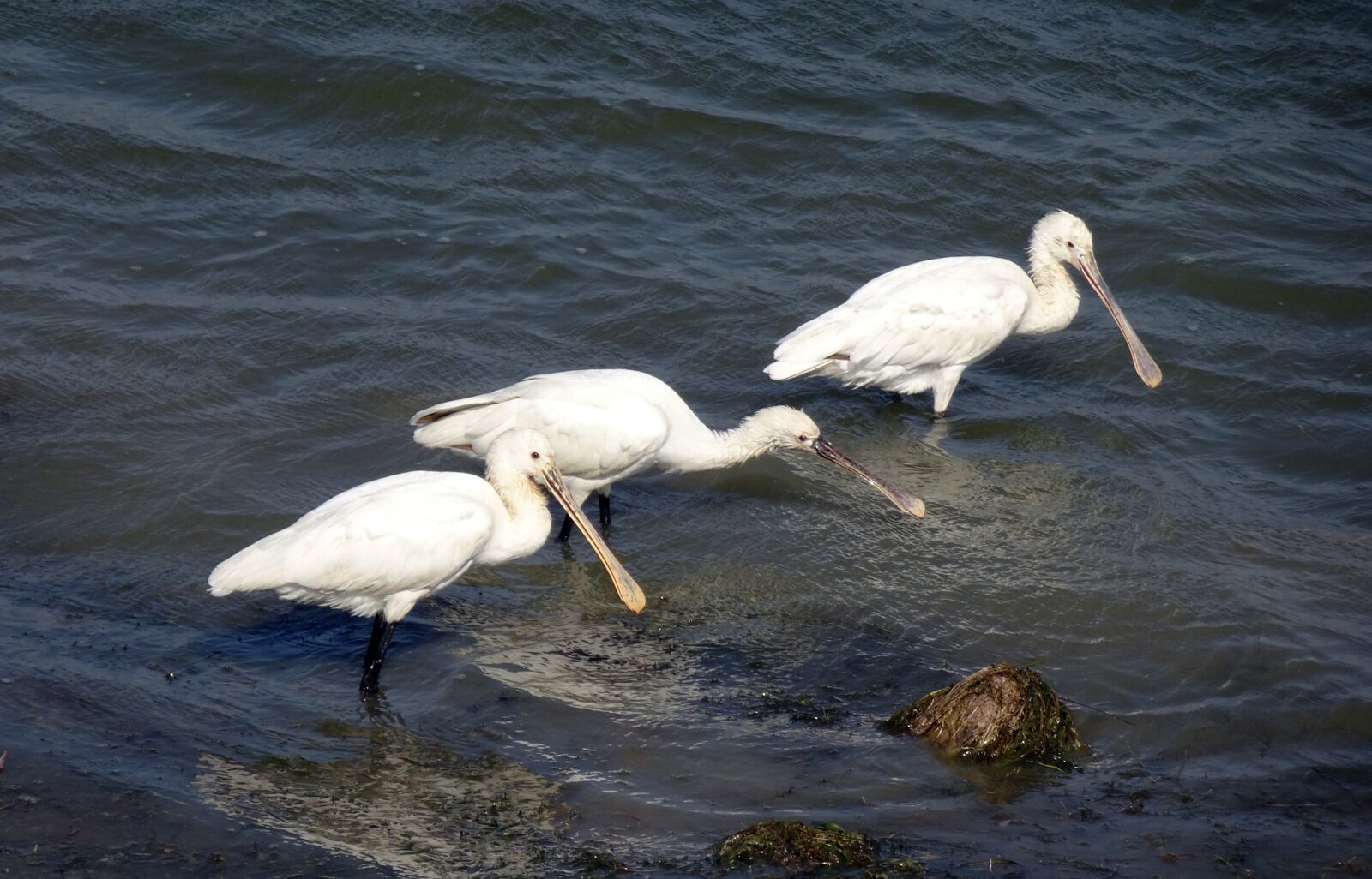 Sony Cyber-shot DSC-HX90V sample photo. Bird, eurasian spoonbill, common photography