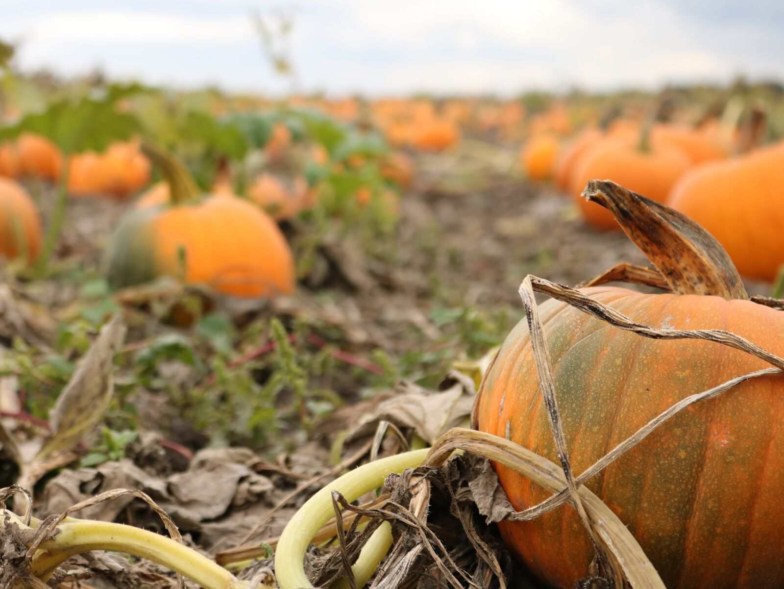 Canon EOS 750D (EOS Rebel T6i / EOS Kiss X8i) sample photo. Pumpkin, farm, fall photography