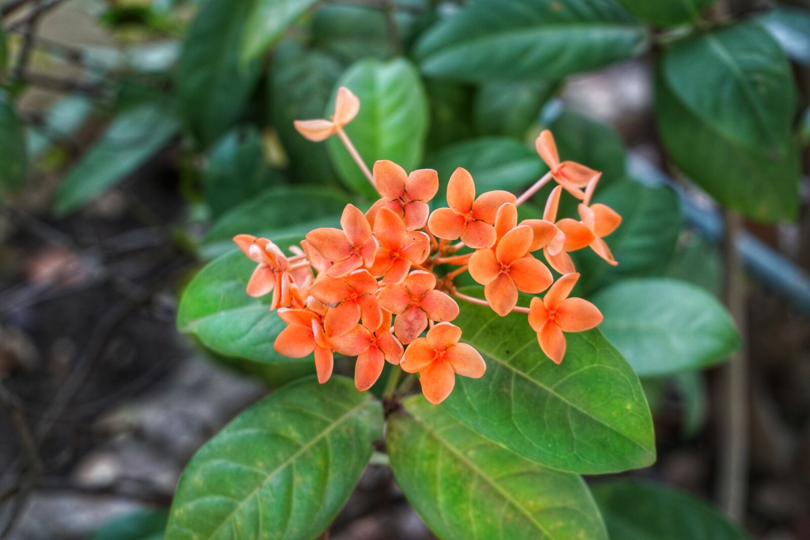 Sony a6300 sample photo. Ixora, chinese, rubiaceae family photography