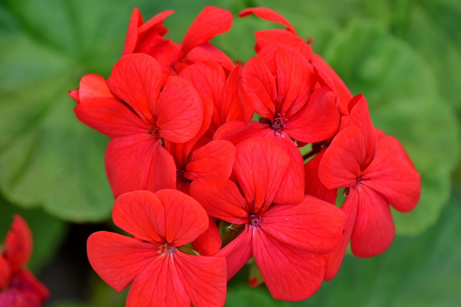 Nikon D5500 sample photo. Flower garden, flowers, red photography