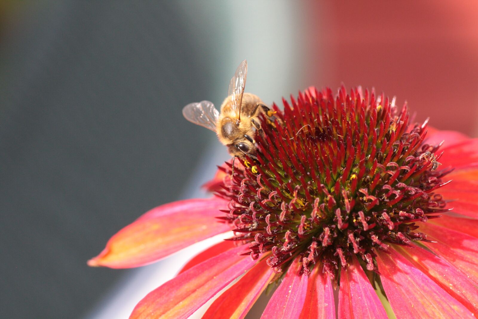 Canon EOS 450D (EOS Rebel XSi / EOS Kiss X2) sample photo. Echinacea, purple, bee photography