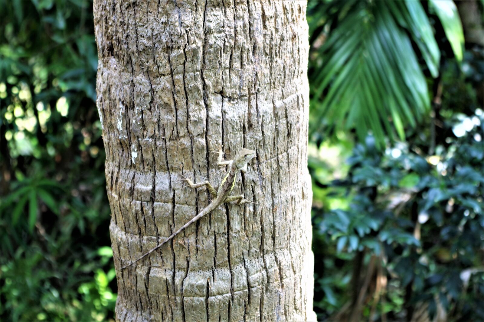 Pentax K-S2 sample photo. Gecko on the tree photography