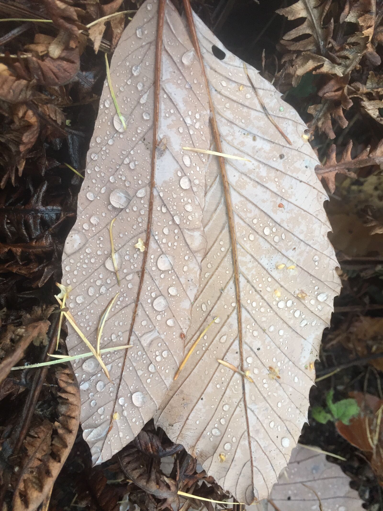 iPhone 6 back camera 4.15mm f/2.2 sample photo. Leaves, autumn, fall foliage photography