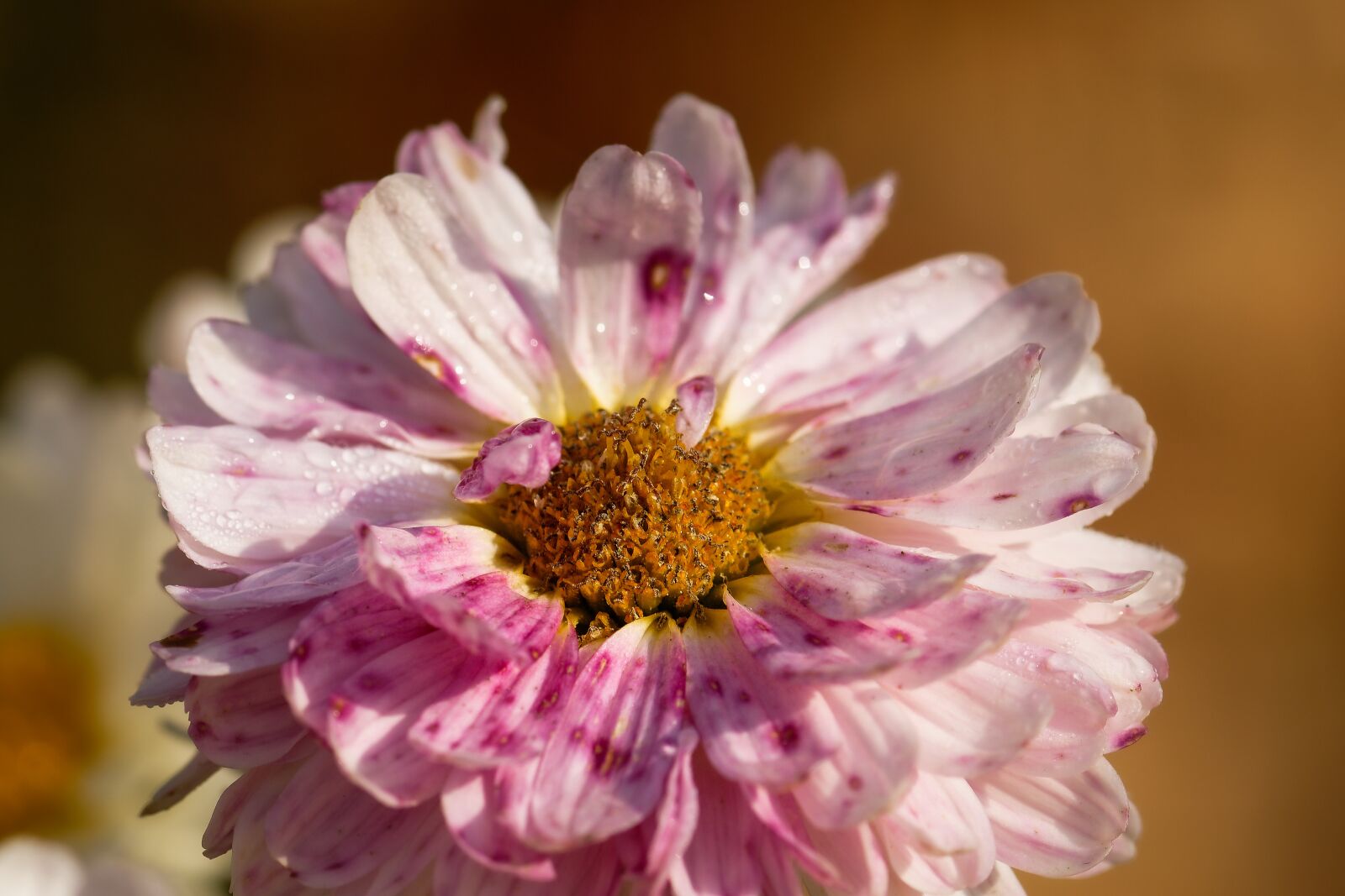 Nikon D7200 sample photo. Aster, pollen, petals photography