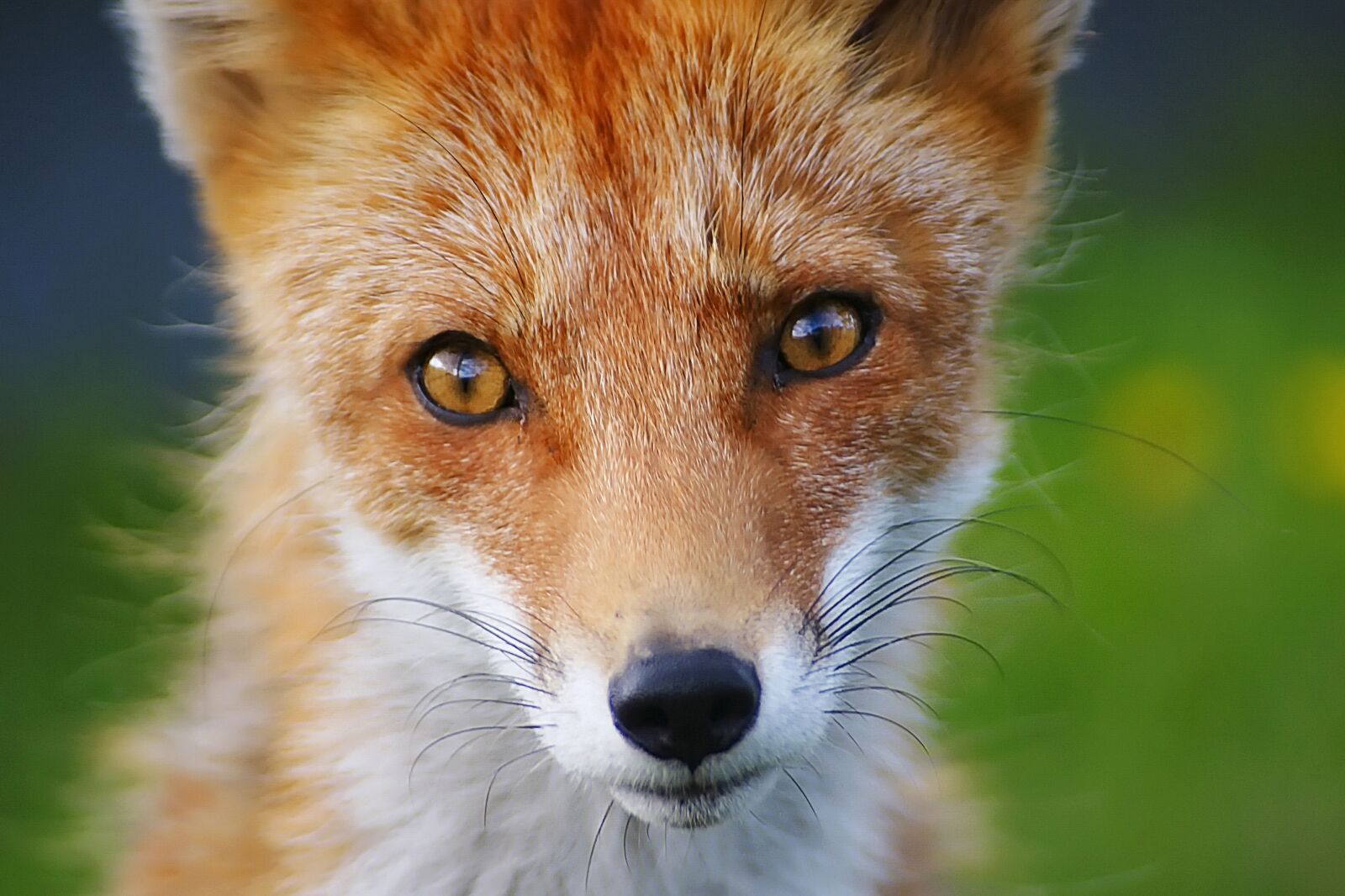 Sony Alpha DSLR-A700 sample photo. Fox, animal, wildlife photography