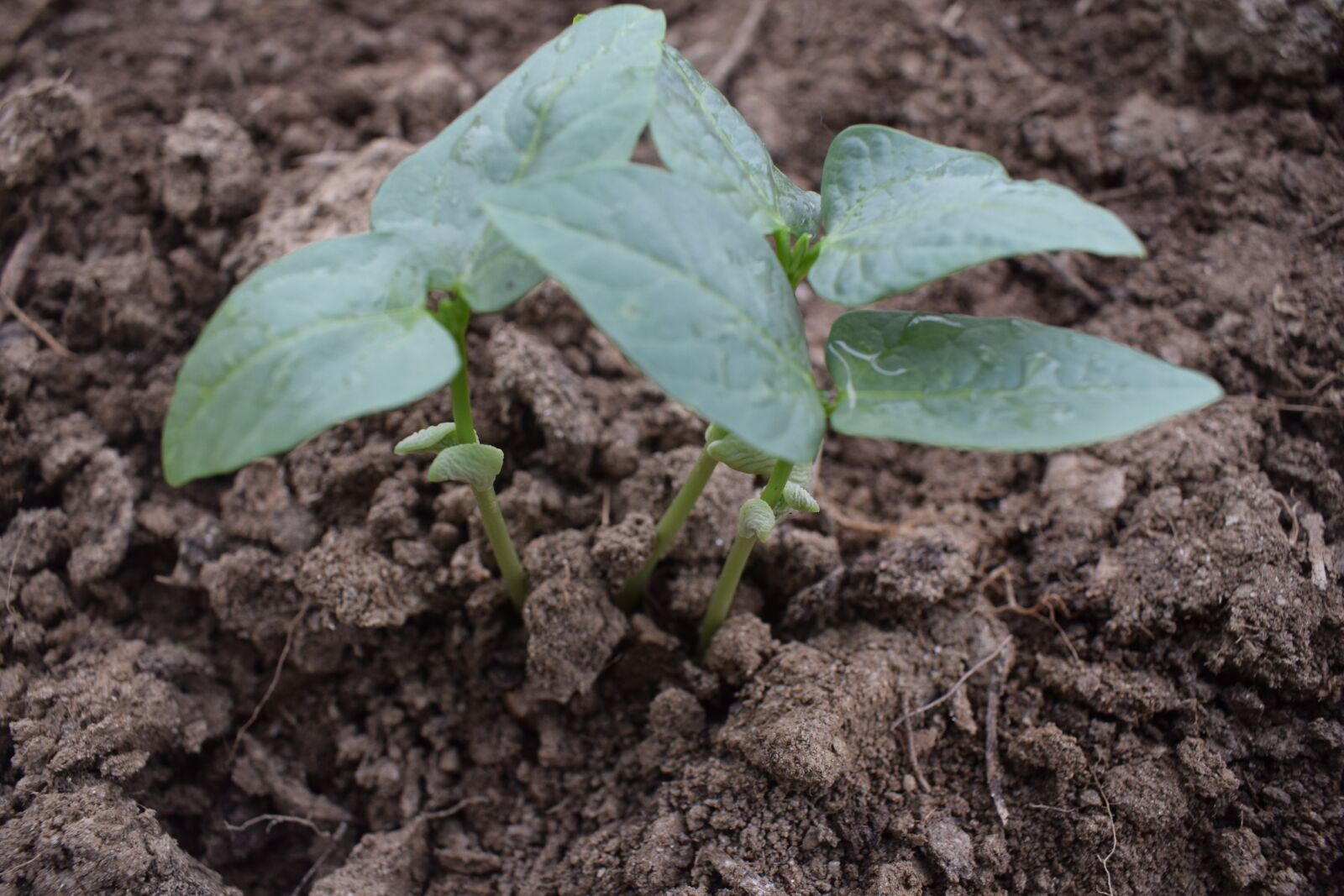 Nikon D5300 sample photo. Seeding, crop seeding, wheat photography