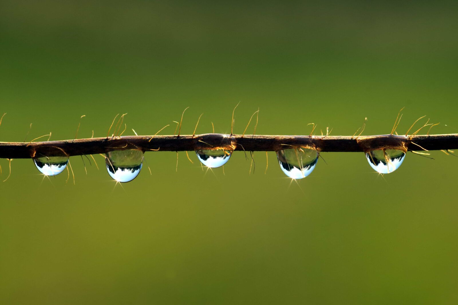 Nikon D3300 sample photo. Rain, moisture, macro, dew photography
