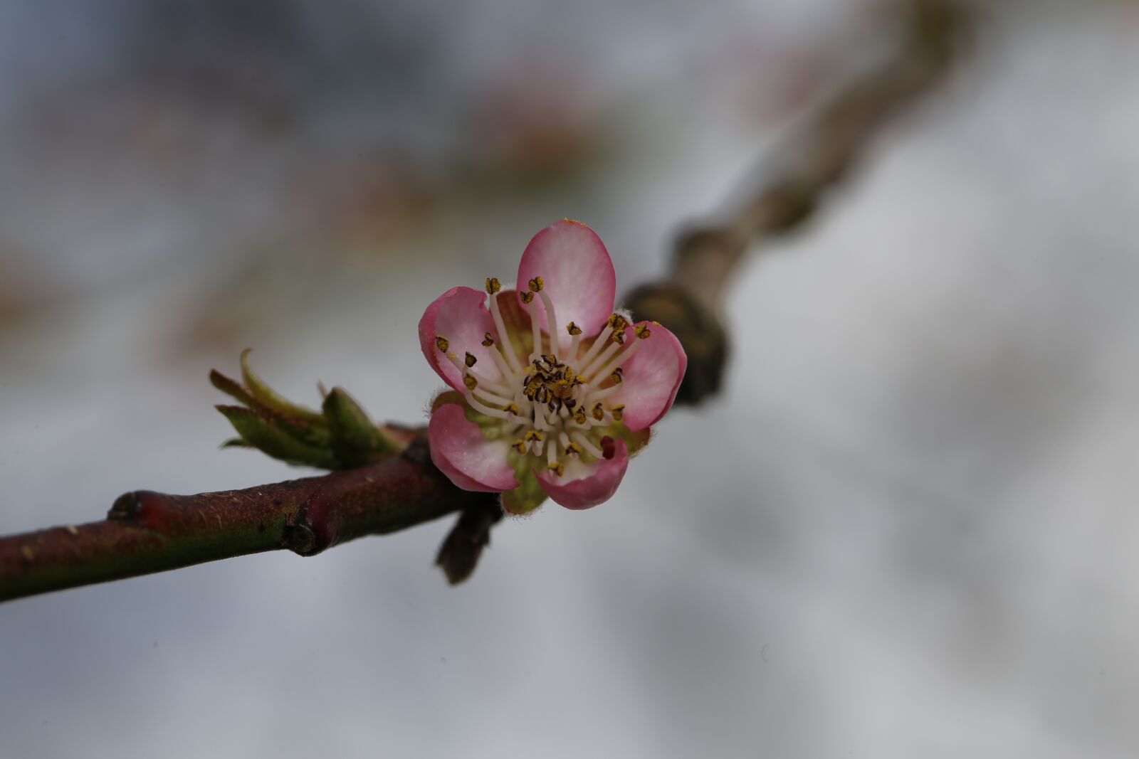 Canon EF 100mm F2.8L Macro IS USM sample photo. Spring, bud, sprout photography