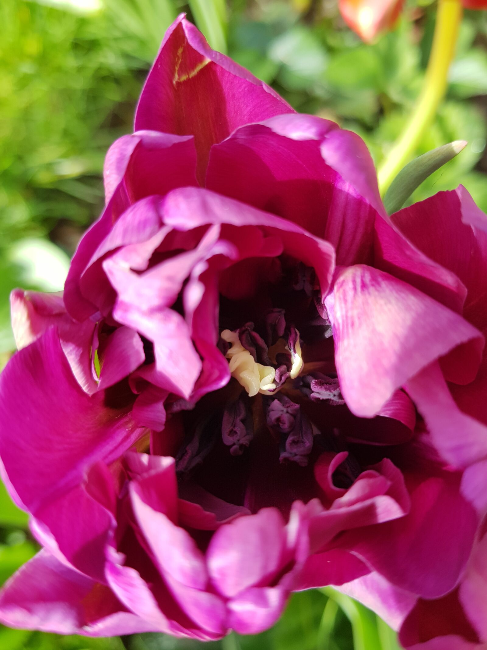 Samsung Galaxy S8+ sample photo. Flower, flora, nature photography