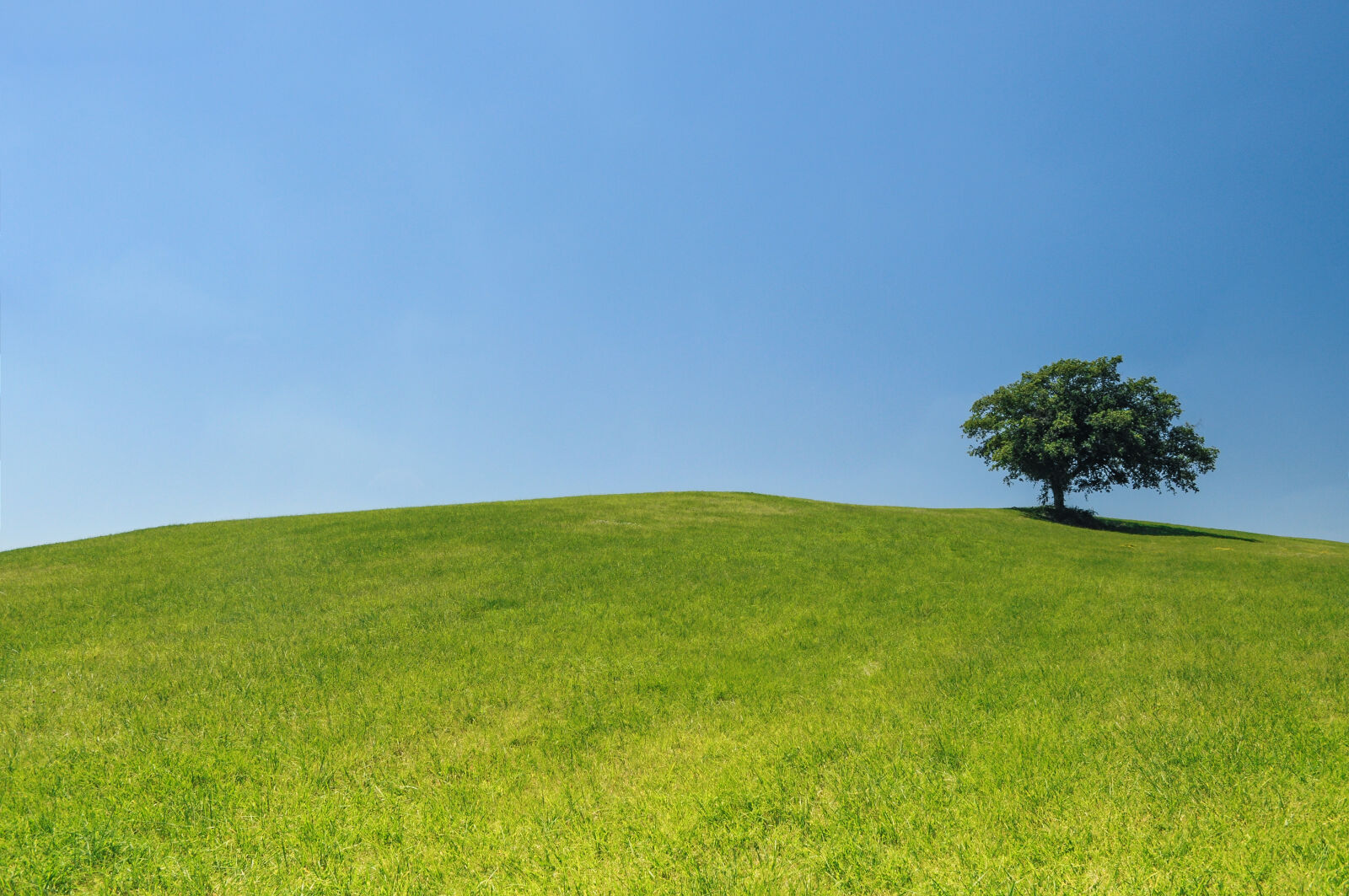 Nikon D5000 sample photo. Hill, meadow, tree, green photography