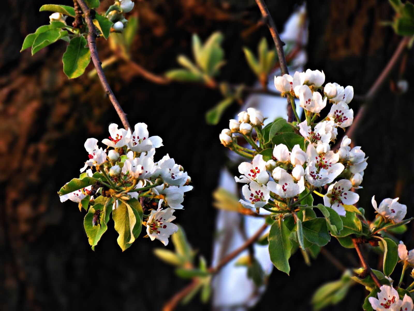 Canon PowerShot SX30 IS sample photo. Flower, flowers, spring photography