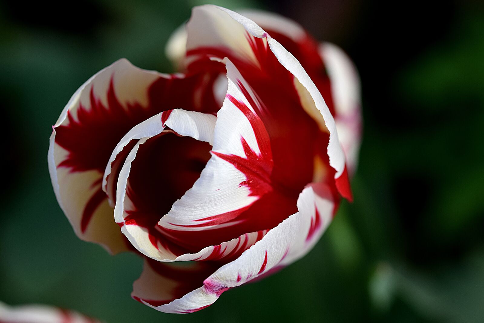 Nikon D3300 sample photo. Flower, nature, flora photography