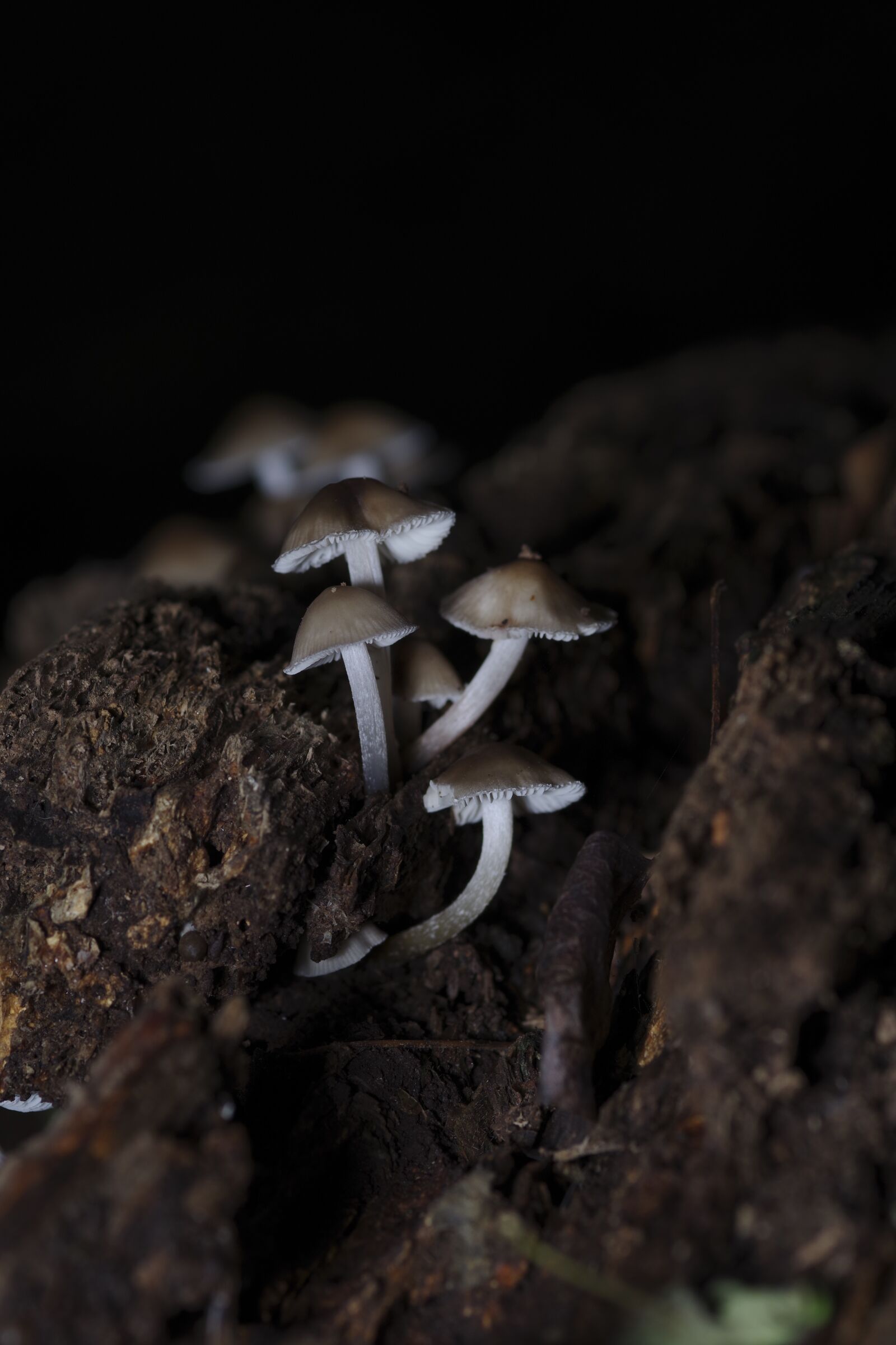 Pentax K-70 sample photo. Nature, forest, woods photography