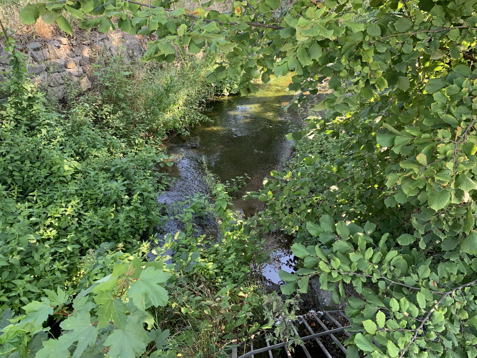 Apple iPhone XS sample photo. Bach, nature, environment photography