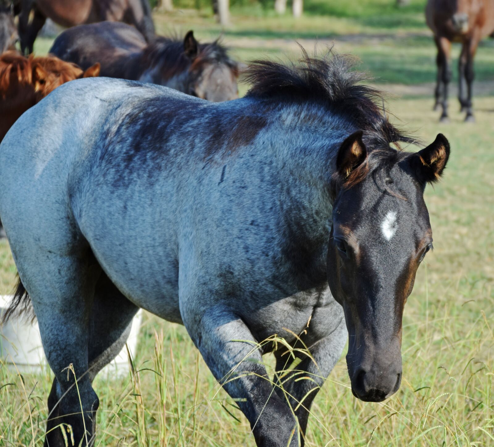 Nikon D5300 sample photo. Horse, filly, foal photography