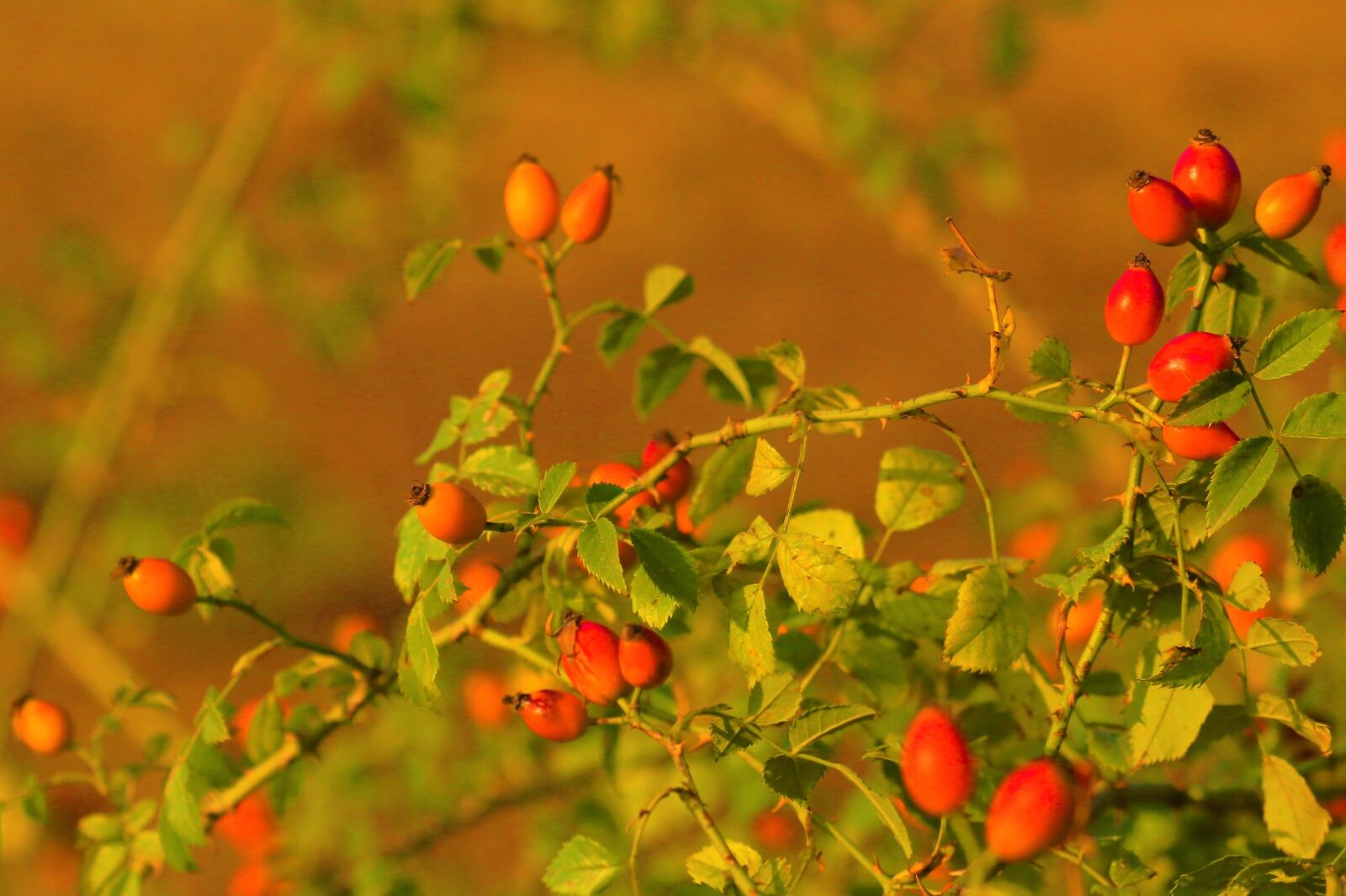 Canon EOS 5D Mark III + Canon EF 70-300mm F4-5.6L IS USM sample photo. Rosehip, plant, nature photography