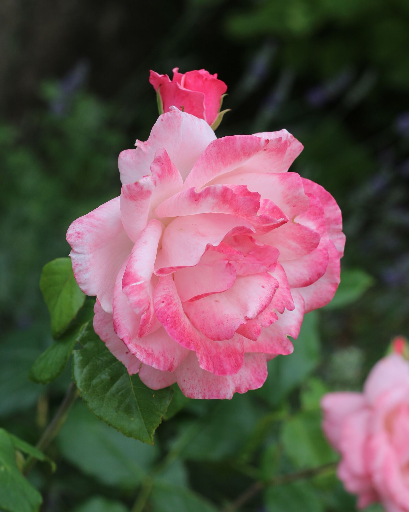 Canon EOS 700D (EOS Rebel T5i / EOS Kiss X7i) sample photo. Nature, flowers, bloom photography