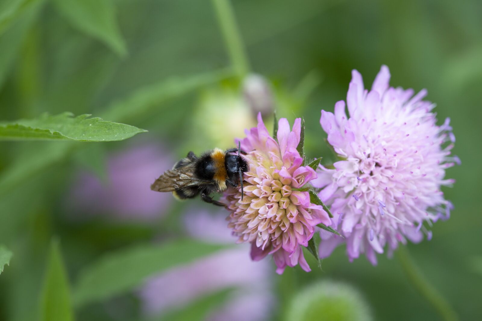 Canon EOS 5D Mark II sample photo. Bee, nectar, pollen photography