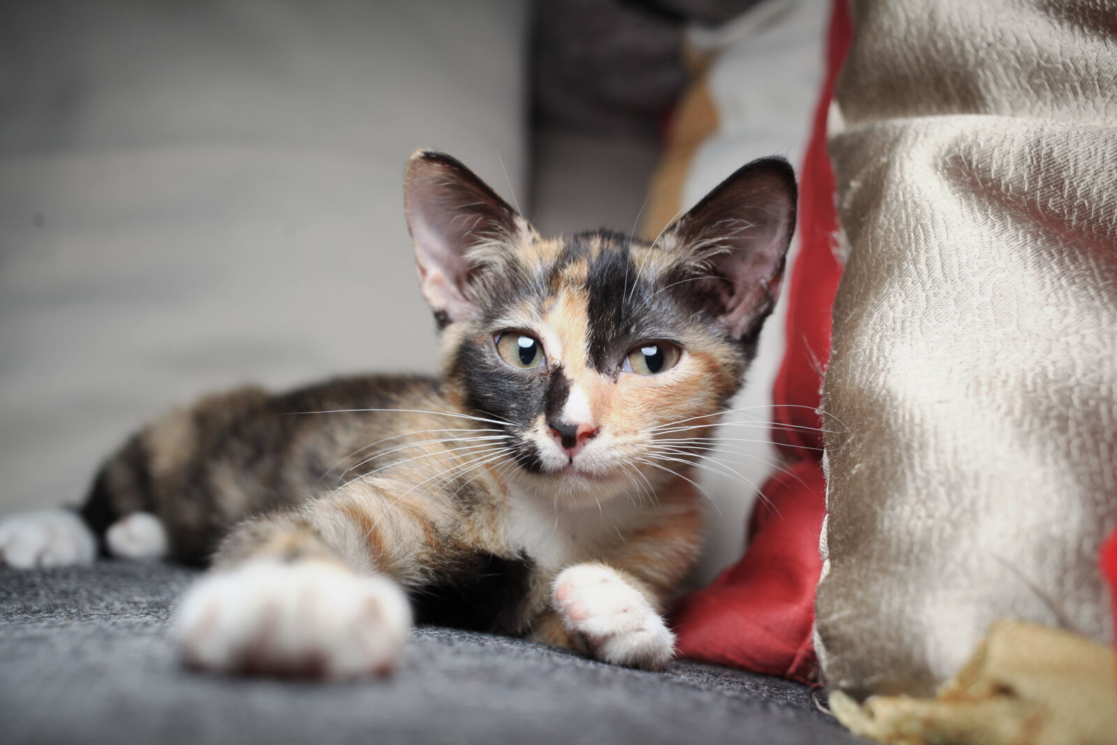 Canon EF 40mm F2.8 STM sample photo