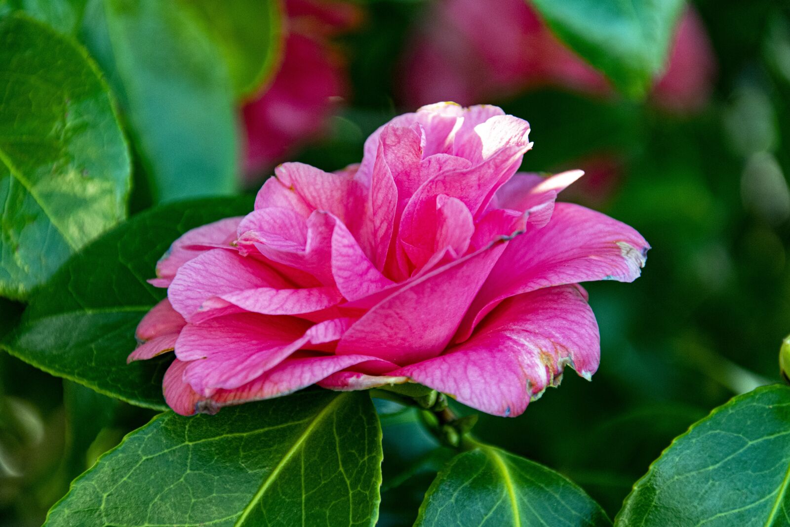 Nikon D3400 sample photo. Camelia, outram, dunedin photography