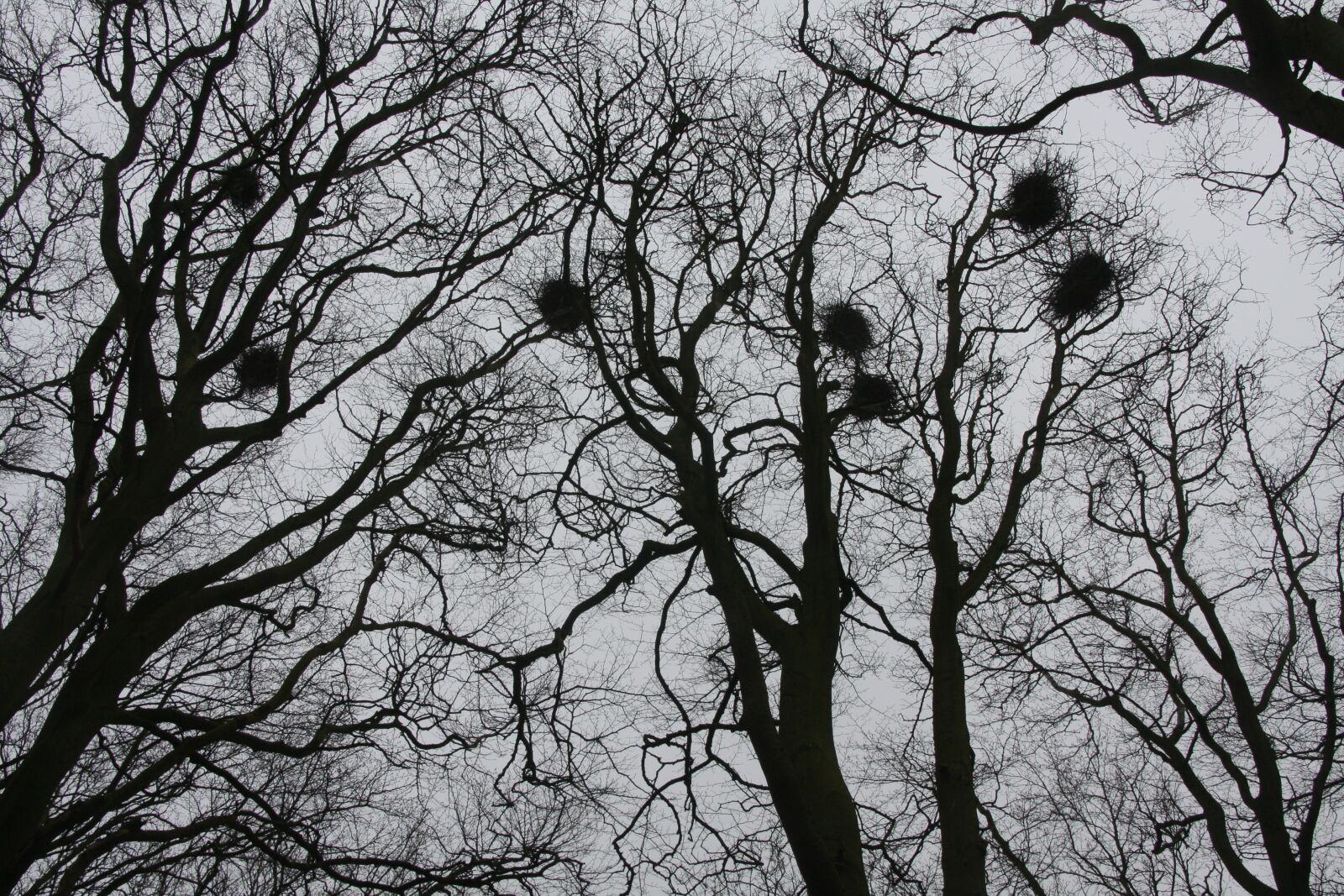 Canon EOS 40D sample photo. Trees, autumn, wood photography