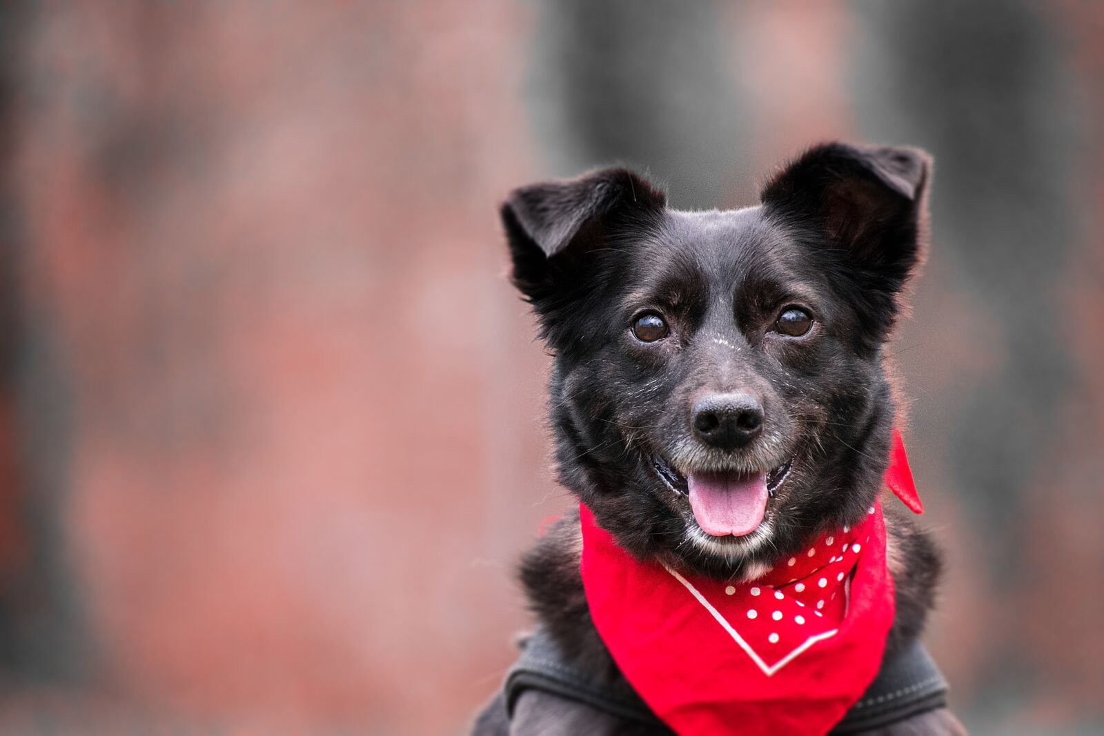 Nikon D3300 sample photo. Dog, scarf, animal photography