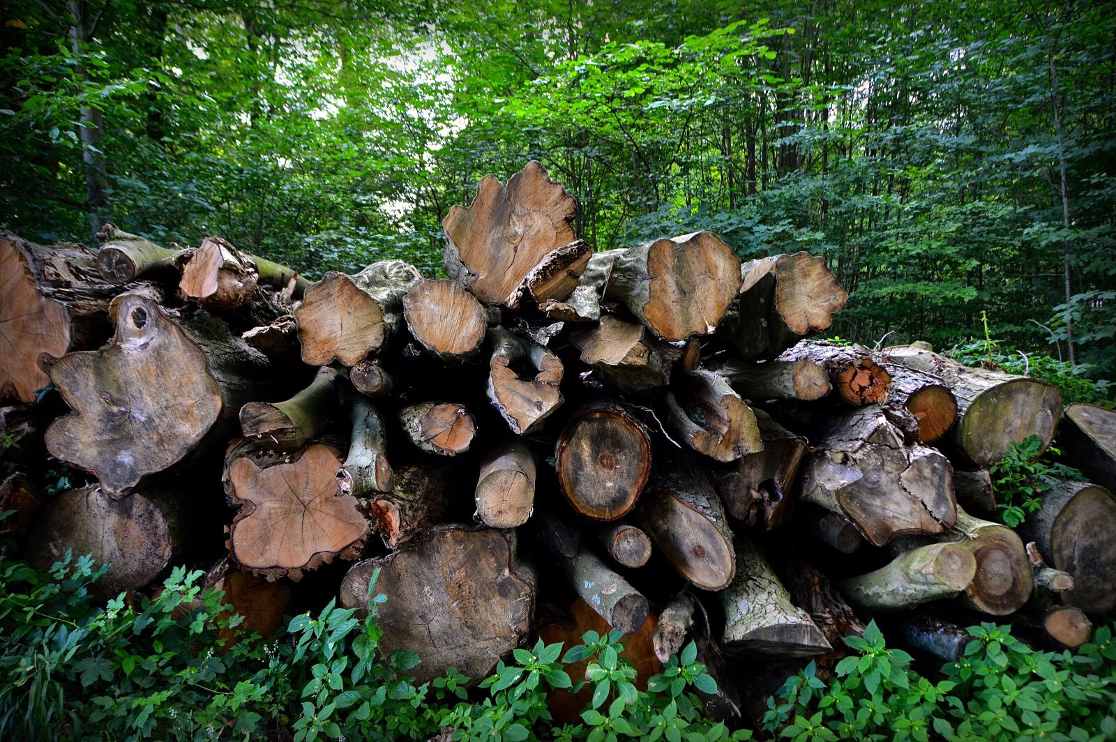 Nikon D3200 sample photo. Trees, strains, tree stack photography