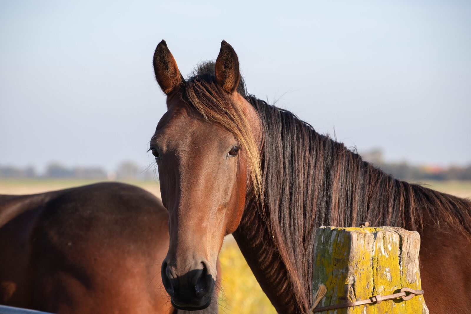 Canon EOS 6D Mark II sample photo. Horse, horses, brown photography